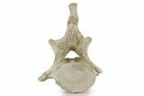 ” Basilosaur Thoracic Vertebra With Intact Process- Morocco #244269-1